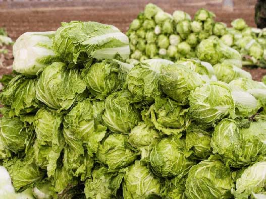 蔬菜商标注册全流程解析：类别选择、申请步骤、费用及时间说明
