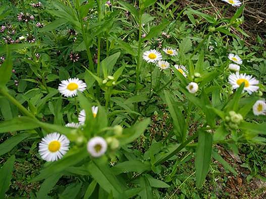 花草商标注册全流程解析：类别选择、申请步骤、费用及时间说明