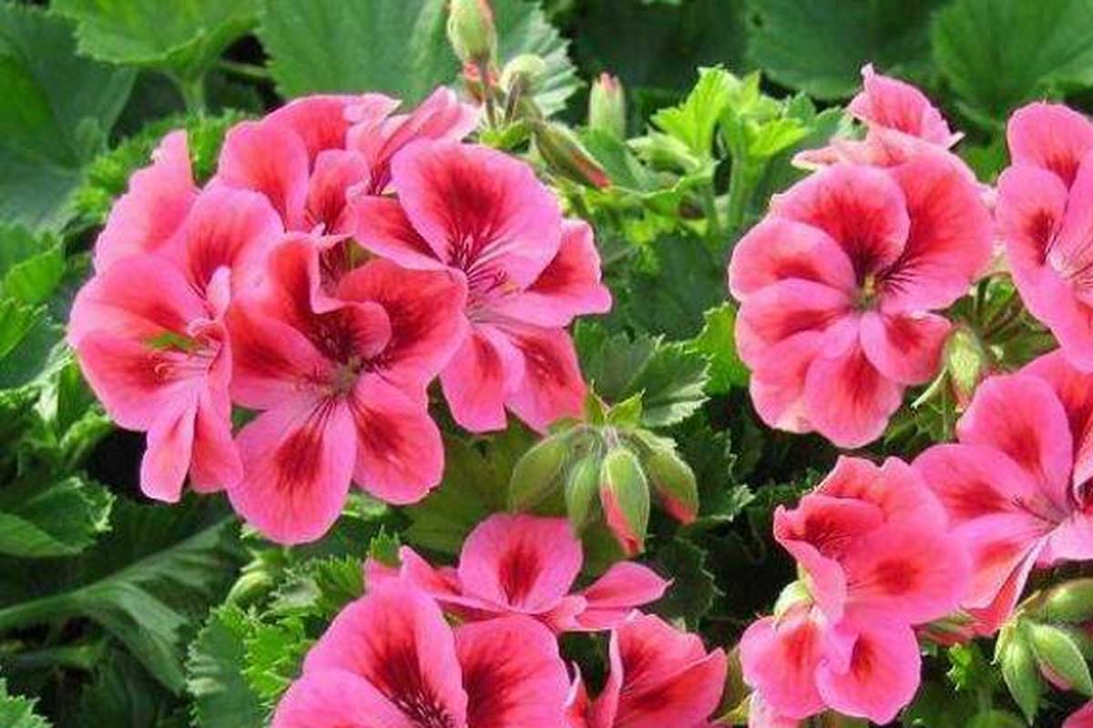 花卉