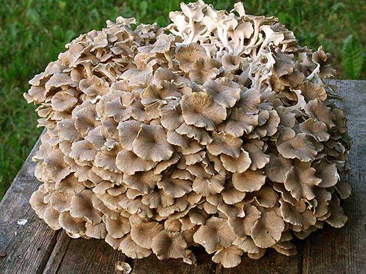 菌类商标注册全流程解析：类别选择、申请步骤、费用及时间说明
