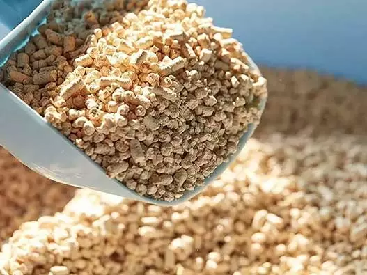 猫砂商标注册全流程解析：类别选择、申请步骤、费用及时间说明