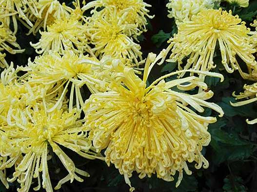 鲜花商标注册全流程解析：类别选择、申请步骤、费用及时间说明